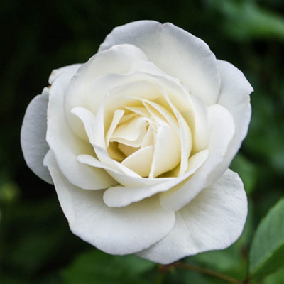 Yougarden Harkness 'fab At 85'  Birthday Rose4 Litre PottedWhite Scented Garden RoseLong Flowering Gift from B&Q