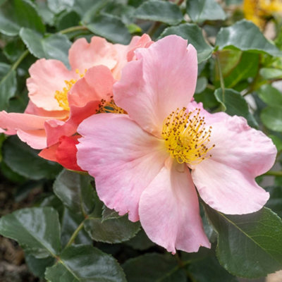 Yougarden Peach Harkness Rose 'Simple ' Established Plant In Litre Pot, Ready To Plant Size 4 B&Q