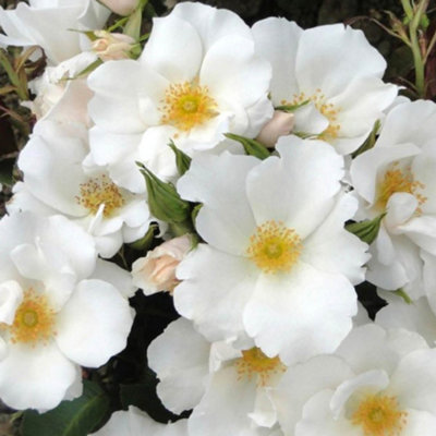 Yougarden Harkness Rose 'crystal Wedding 15Th Anniversary' Established Plant In 4L PotReady To PlantFor PotsBedsAnd Borders from B&Q