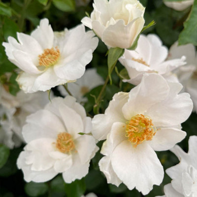 Yougarden Harkness Rose 'simple White Keros' Established Plant In 4L PotReady To PlantSummer To Autumn FlowersFor PotsBedsAnd B from B&Q