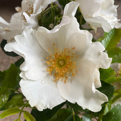 Yougarden Harkness Roses Ronald's RoseWhite ShrubEstablished 4 Litre PotReady To Plant Garden Colour from B&Q