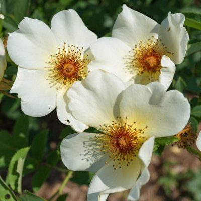 Yougarden Harkness Roses 'simple Yellow' Rose Established Rose In 4 Litre PotReady To PlantFor PotsBedsAnd BordersDelicately Fr from B&Q