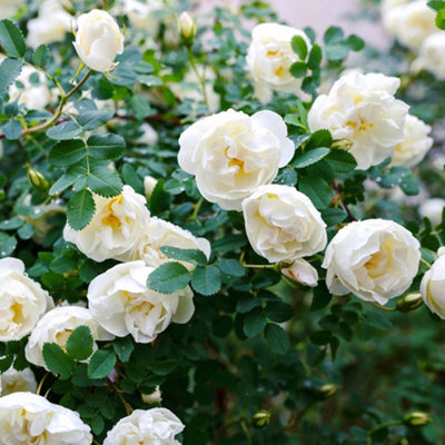 Yougarden Harkness Roses 'snowcap' RoseEstablished Plant In 4 Litre PotReady To PlantWhite Rose For PotsBedsAnd BordersSummer To from B&Q