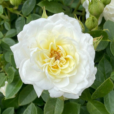 Yougarden Harkness Roses Nicole's RoseWhite Floribunda Rose4 Litre PotAmber CentreLight ScentGarden GiftReady To Plant from B&Q