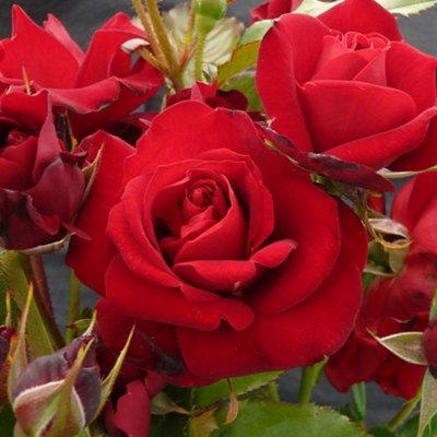 Yougarden Harkness Rose 'spirit Of Britain' Established Plant In 4 Litre PotReady To Plant from B&Q