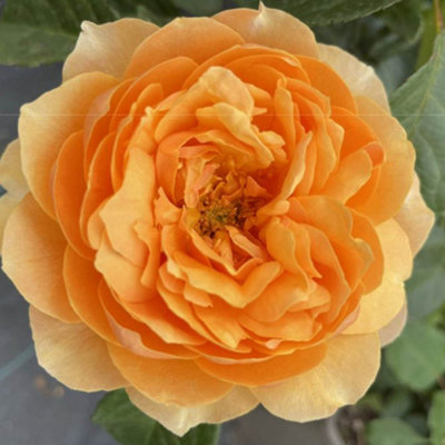 Yougarden Harkness Roses St Richard Of Chichester RoseEstablished Potted Rose In 4 Litre PotReady To Plant Shrub Rose For Beds And Bor from B&Q