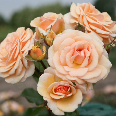 You Garden Yougarden Rose 'sweet Honey'Established Plant In 3-4L PotReady To Plant from B&Q