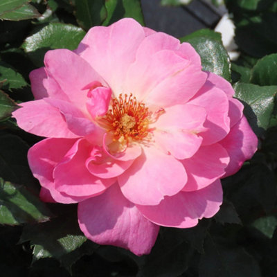 You Garden Harkness Roses Donald's RoseFloribunda Shrub 4 Litre PottedPink Flowers Ready To Plant from B&Q