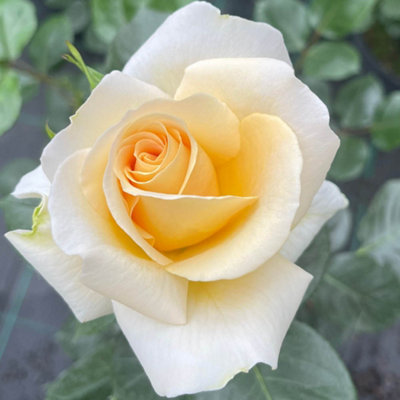 You Garden Harkness Rose 'john Ystumllyn' Established Rose 4 Litre PotReady To PlantFor BedsBordersAnd Pots from B&Q