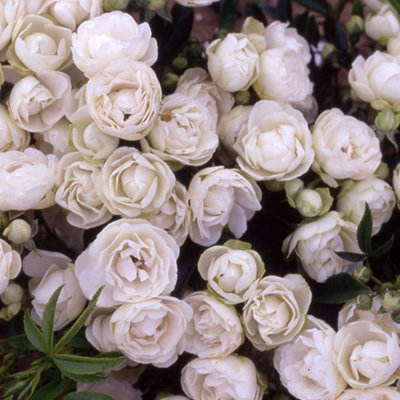 Yougarden Harkness Rose ‘paper 1St Wedding Anniversary’ , Established Rose In 4 Litre Pot, Ready To Plant, White Flowers For Pots, Beds, An
