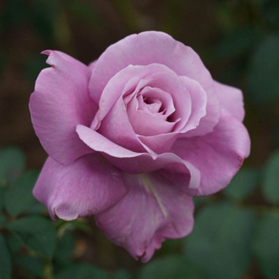 Yougarden Harkness Rose 'the Birthday Boy' ™Hybrid Tea Bush 4 Litre Pot Fragrant Large Blooms Gift Ready from B&Q