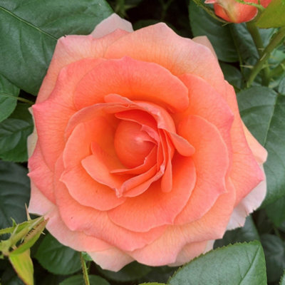 Yougarden Harkness Rose 'fab At 80' Potted In A 4 Litre PotGarden ReadyBirthday 80Th Gift from B&Q