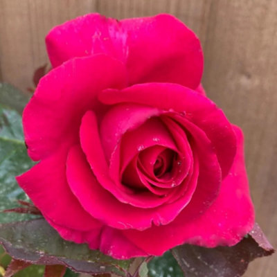 Yougarden Rose 'all My Loving'Gift WrappedEstablished Rose In 4 Litre PotReady To Plant from B&Q
