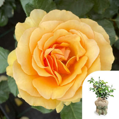 You Garden Harkness Roses 'emerald Wedding 55Th Anniversary'  RoseGift Wrapped4 Litre Potted Amber Flowers Sweet Scent Ready To Plant Ga from B&Q