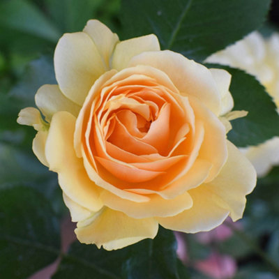 Yougarden Gift Wrapped Harkness Rose 'dadYou're One In A Million' 4 LitreAmber Flowering Shrub RosesReady To Plant from B&Q