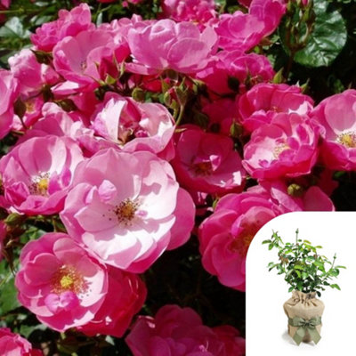 You Garden Yougarden Angela's Rose1 X 4 Litre PotGift WrappedReady To Plant from B&Q