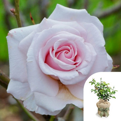You Garden Gift Wrapped Harkness Rose 'lovingly Remembered'1 X 4 Litre PotShell Pink Fragrant Repeat Flowering ShrubReady To Plant from B&Q