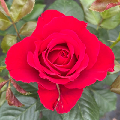 Yougarden Harkness Rose 'ruby 40Th Wedding Anniversary'  Gift Wrapped 4 Litre Pot from B&Q