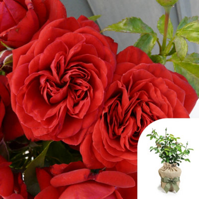You Garden Harkness Roses Gift Wrapped Michael's Rose 4 Litre Pot from B&Q