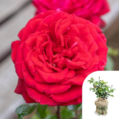 You Garden Harkness Roses Kevin's RoseGift Wrapped Established Plant In 4 Litre Pot from B&Q