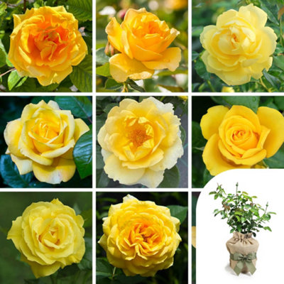 Yougarden Harkness Roses Yellow RoseGift Wrapped Established Rose Plant In 4L PotReady To Plant Rose For PotsBedsOr Borders from B&Q
