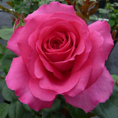 Yougarden Harkness Roses Kelly's RoseGift Wrapped Floribunda Pink Fragrant RepeatFlowering Established 4 Litre Pot from B&Q