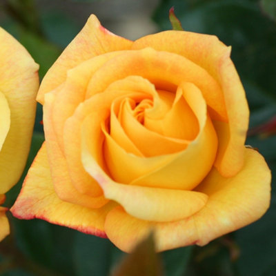 Yougarden Rose 'climbing Arthur Bell'Gift Wrapped 4 Litre Potted from B&Q