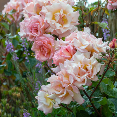 Yougarden Harkness Roses Compassion Climbing Rose ™ In 4L PotGift Wrapped from B&Q