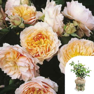 Yougarden Harkness Roses 'ginger Syllabub' Rose4 Litre PottedGift Wrapped from B&Q