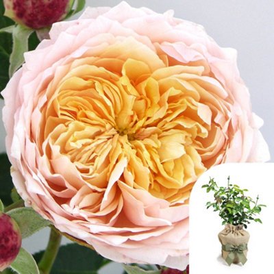 Yougarden Harkness Roses Anthony's RoseGift Wrapped Climbing Amber Pink4 Litre Potted PlantFragrant Garden ColourReady To Plant from B&Q