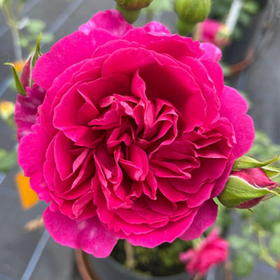 Yougarden Harkness Rose 'highclere Castle' 4L PottedReady To PlantGift Wrapped from B&Q