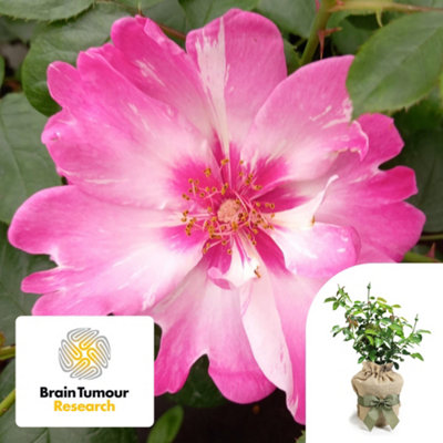 Yougarden Harkness Roses Climbing Rose 'patricia Boe'Gift Wrapped Potted Rose In 3-4L PotReady To Plant For Summer To Autumn Flowers from B&Q
