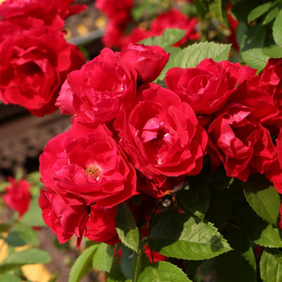 Yougarden Climbing Rose 'pauls Scarlet' 4 Litre PotGift Wrapped from B&Q