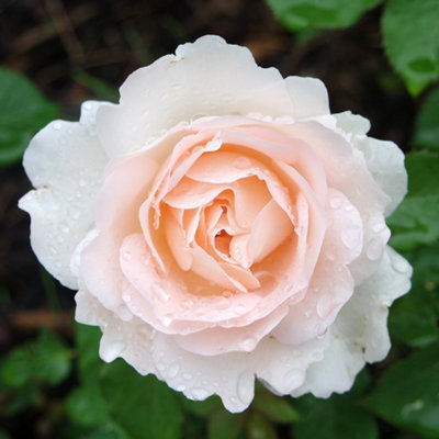 Yougarden Harkness Roses 'penny Lane'  Climbing RoseGift WrappedIn 4 Litre Pot from B&Q