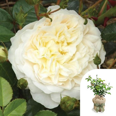 Yougarden Harkness Climbing Rose 'perpetually Yours' Gift Wrapped 4 Litre Pot from B&Q