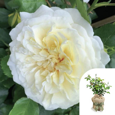 Yougarden Harkness Roses Isla's RoseGift Wrapped Climbing Cream LemonRepeat FloweringEstablished Plant In 4 Litre PotGarden Trellis from B&Q