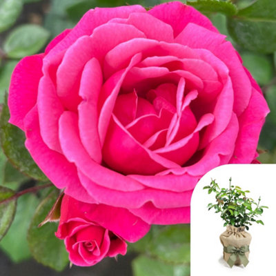 Yougarden Climbing Rose 'pink Perpetue' Gift Wrapped 4 Litre Pot from B&Q