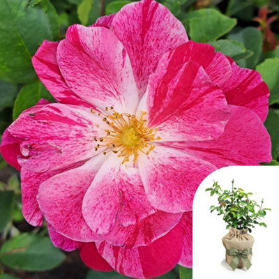 Yougarden Harkness Roses Gift Wrapped Rosemary Day Rose 4L PottedReady To Plant from B&Q