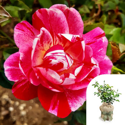 Yougarden Harkness Roses Rosemary's RoseGift Wrapped Climbing Repeat Flowering Scarlet Striped Established 4 Litre Pot Garden Trellis from B&Q