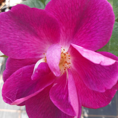 Yougarden Harkness Rose 'simply Sumptuous'Gift Wrapped Climbing Rose4 Litre PotReady To Plant Garden Colour from B&Q