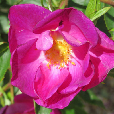 Yougarden Harkness Roses Peachtree RoseGift Wrapped Climbing Charity Plant4 Litre Pot Ready To Plant from B&Q