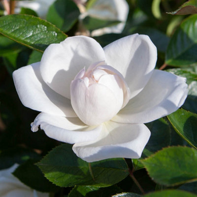 Yougarden Harkness Rose 'white Wedding' 4 Litre PotGift Wrapped RoseReady To PlantGrowAnd GiftGrow In Pots And Garden BordersFra from B&Q