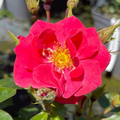 Yougarden Harkness Roses Jason's Rose4 Litre PottedGift Wrapped Climbing Rose PlantFragrant Repeat FloweringGarden Colour from B&Q