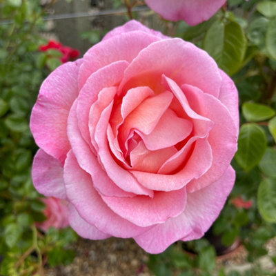 Yougarden Harkness Roses Sweet Syrie Climbing Rose Gift Wrapped 4L PottedReady To Plant from B&Q