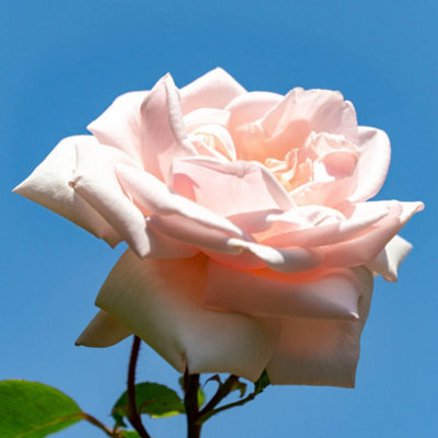 Yougarden Harkness Roses Climbing Rose New Dawn In 4 Litre PotGift WrappedBedsBorders Or Patio PlantingClimbing Roses Fast Growing H from B&Q