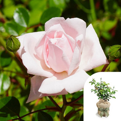 You Garden Yougarden Joseph's RoseGift Wrapped Shell-Pink Fragrant Climbing Rose4 Litre Potted PlantReady To Plant from B&Q