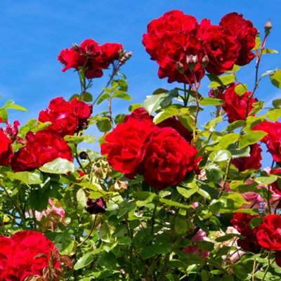 Yougarden Harkness Roses The Prince's Trust Climbing RoseGift Wrapped 4 Litre PottedReady To Plant from B&Q
