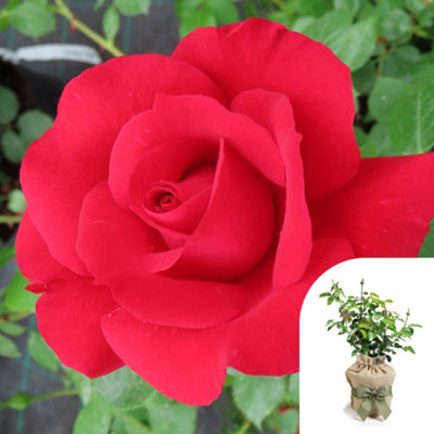 You Garden Yougarden Eric's RoseGift Wrapped Climbing Rose4 Litre PotReady To PlantGarden Gift from B&Q