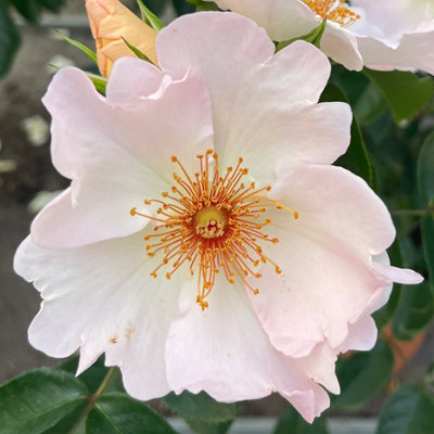 Yougarden Harkness Roses 'simple Life'  RoseGift Wrapped Established Rose In 4 Litre PotReady To Plant Pink Roses from B&Q