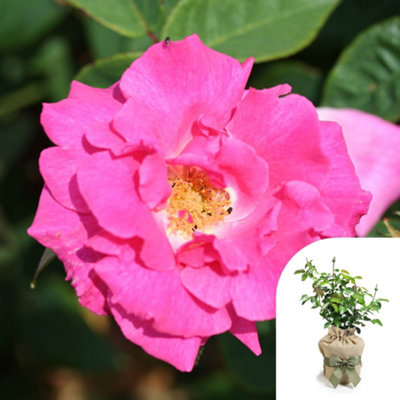 You Garden Yougarden Rose 'zephirine Drouhin'Gift Wrapped Established Plant In 4 Litre PotReady To Plant Thornless Climbing Rose For Pots from B&Q